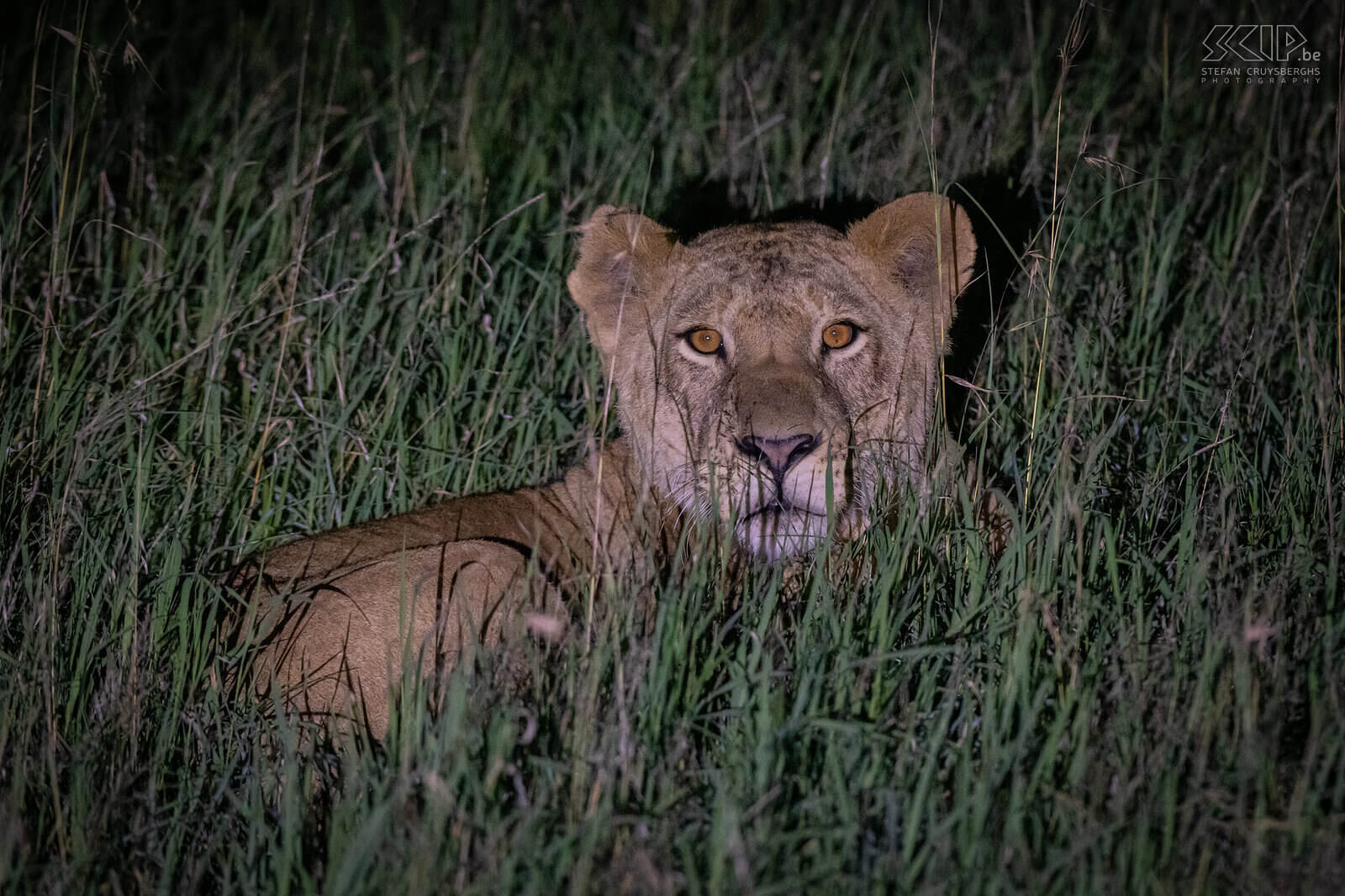 Solio - Jonge leeuw Tijdens een laatste nachtelijke gamedrive in Solio konden we een leeuwin met enkele welpen volgen. Nachtelijke gamedrives in Solio vinden plaats in het Ranchgedeelte. Het was een fantastische afsluiter van onze reis. Stefan Cruysberghs